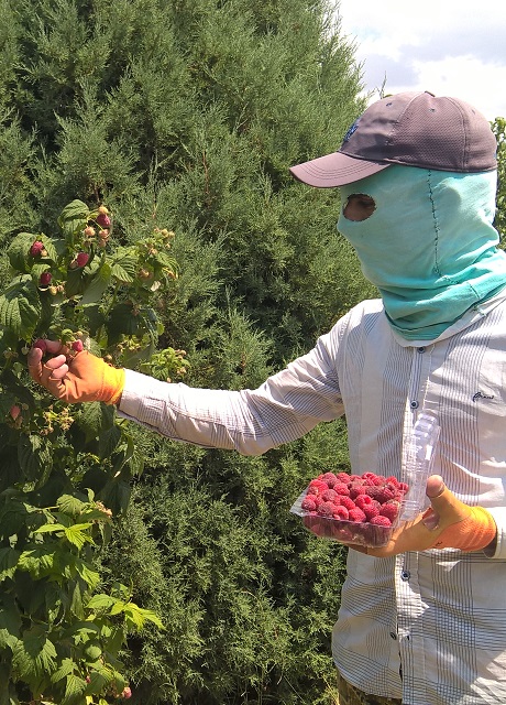 Собираем Малину