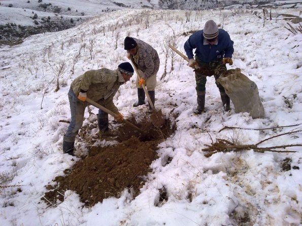 2011 03 16 Planting Almonds and Apricots 1