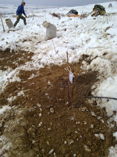 2011 03 16 Planting Almonds and Apricots 2