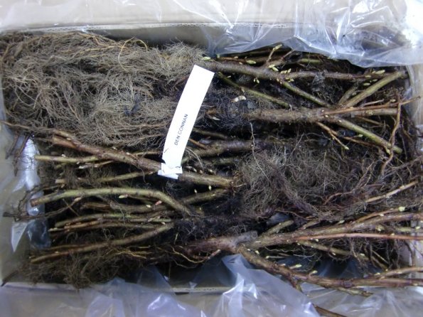 2011 04 09 Delivered by ABEM (Holland) Black Currant Ben Connan