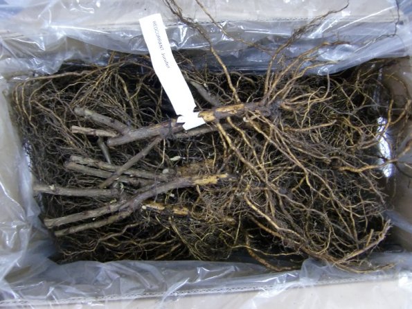 2011 04 09 Delivered by ABEM (Holland) Black Currant Junifer