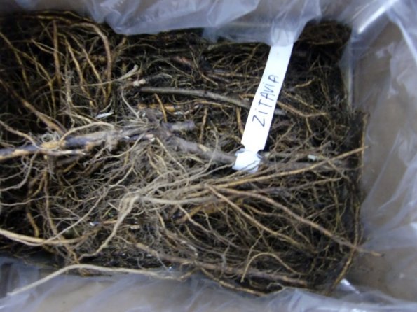 2011 04 09 Delivered by ABEM (Holland) White Currant Zitavia