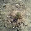 2012 09 15 Junipers and Other Wild Trees in Orchard Prosper 10