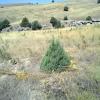 2012 09 15 Junipers and Other Wild Trees in Orchard Prosper 1