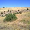 2012 09 15 Junipers and Other Wild Trees in Orchard Prosper 2