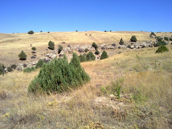 2012 09 15 Junipers and Other Wild Trees in Orchard Prosper 2