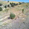 2012 09 15 Junipers and Other Wild Trees in Orchard Prosper 7