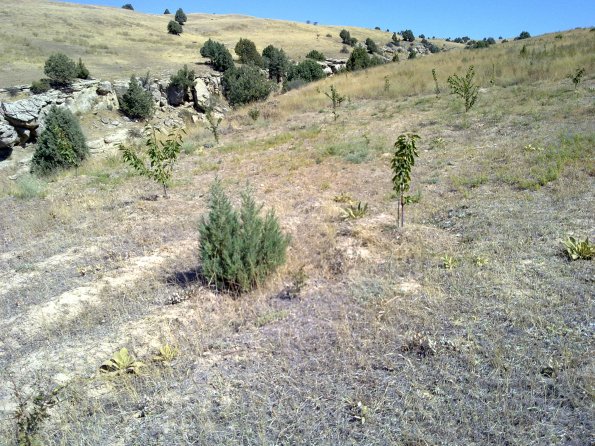 2012 09 15 Junipers and Other Wild Trees in Orchard Prosper 7