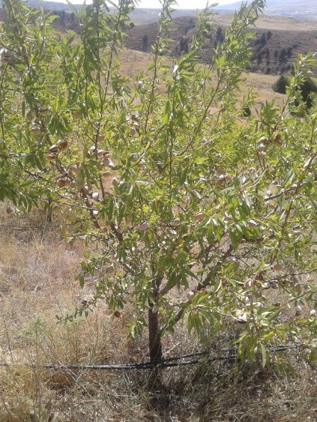 Almonds