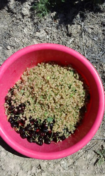 Berries