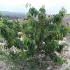Cherries 2016 Getting Ripen