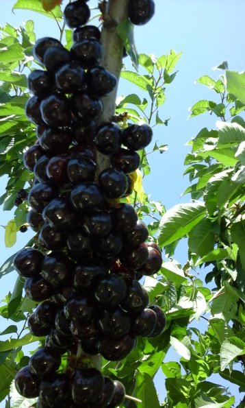 Cherry-1