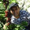 Cherry-2