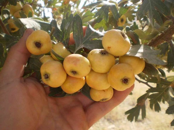 Hawthorn-1