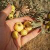 Hawthorn-2