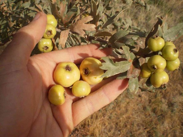Hawthorn-2