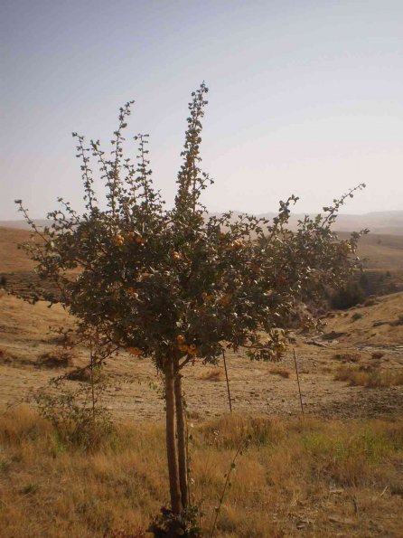 Hawthorn-Tree
