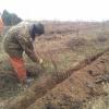 Making Cherry Rootstocks 2