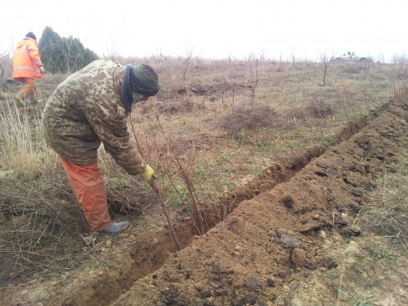 Making Cherry Rootstocks 2