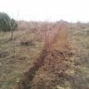 Making Cherry Rootstocks 4