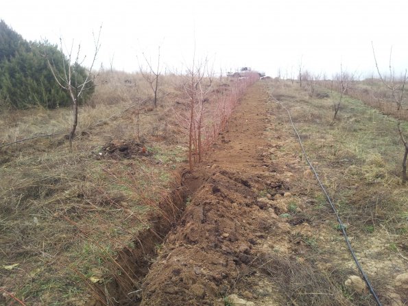Making Cherry Rootstocks 4
