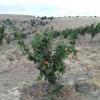 Pears Local Lampa Variety