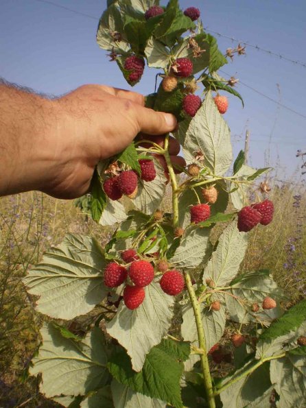 Raspberries-Polka