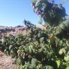 Raspberries