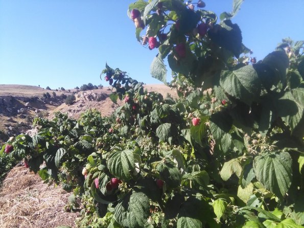 Raspberries
