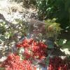 Red-Currant-Collected_1513685906