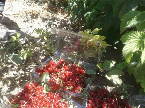 Red-Currant-Collected