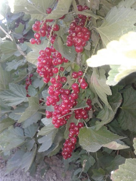Red-Currant-Fruiting