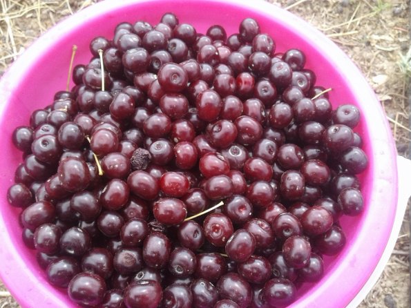 Tart-Cherry-Collected