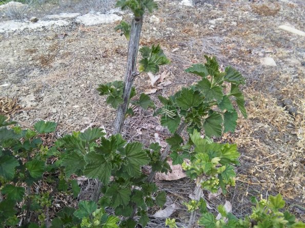 White Currant Blossom Early (Begionning April 2016)