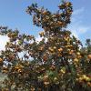 20200921_102207 (Medium)