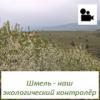 Шмель