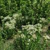 Ala-Kule on Weed Near Currant Not Zoomed