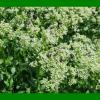 Ala-Kule on Weed Zoomed