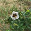 Ala-Kule on Wild Rose