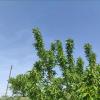 Aphid Eating Bugs Flying Over Almond