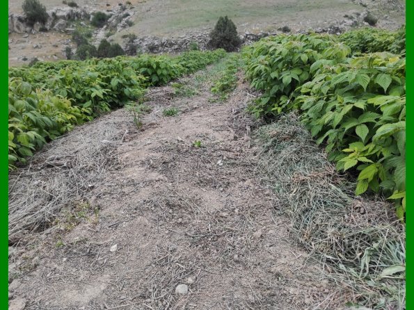 Raspberry Covered With Cut Fresh Weeds Beneath