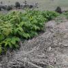 Raspberry Covered With Cut Old Weeds Beneath