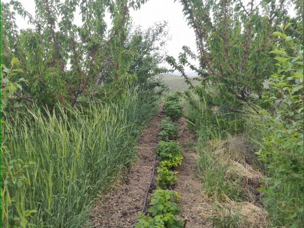 Weeds and Raspberries Cleaned