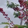Черешня - с ножками или нет