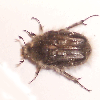 BQ-Bug-A1