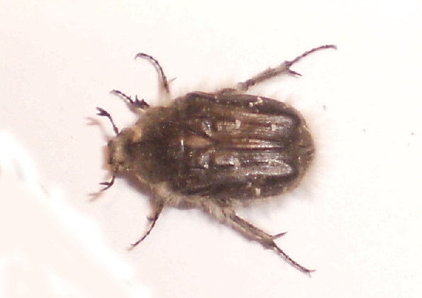 BQ-Bug-A1