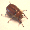 BQ-Bug-B1