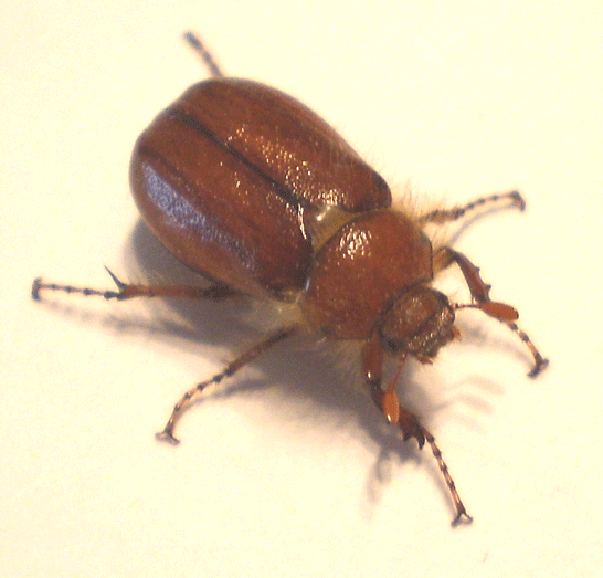 BQ-Bug-B1
