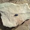 Black Bug