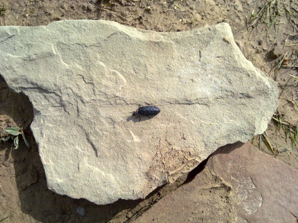 Black Bug